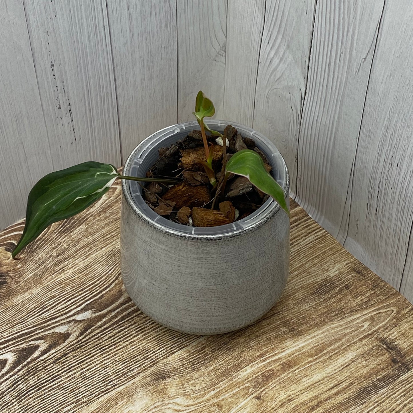 Philodendron Halo Velvet Micans Variegated - J