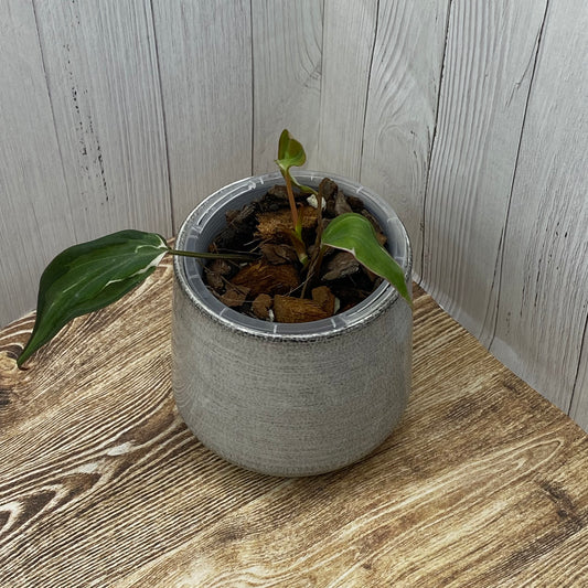 Philodendron Halo Velvet Micans Variegated - J