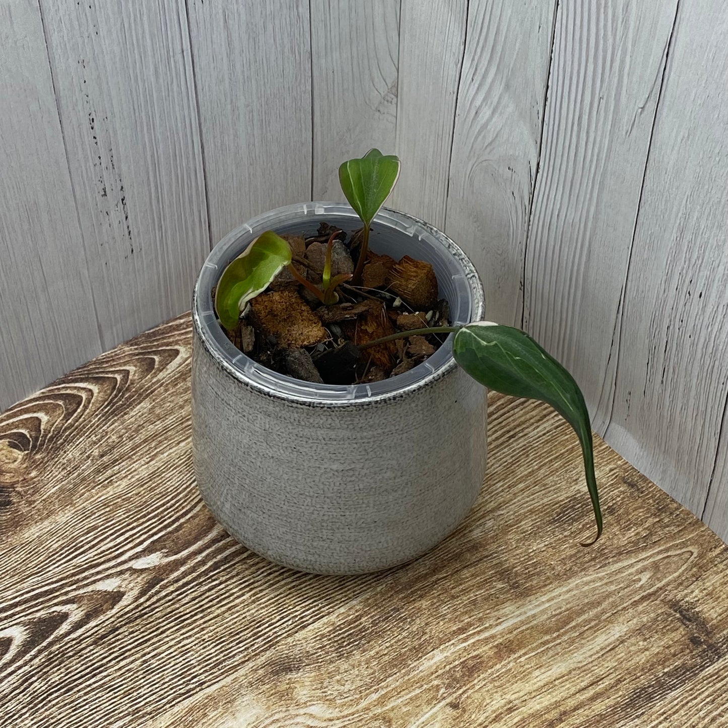 Philodendron Halo Velvet Micans Variegated - J