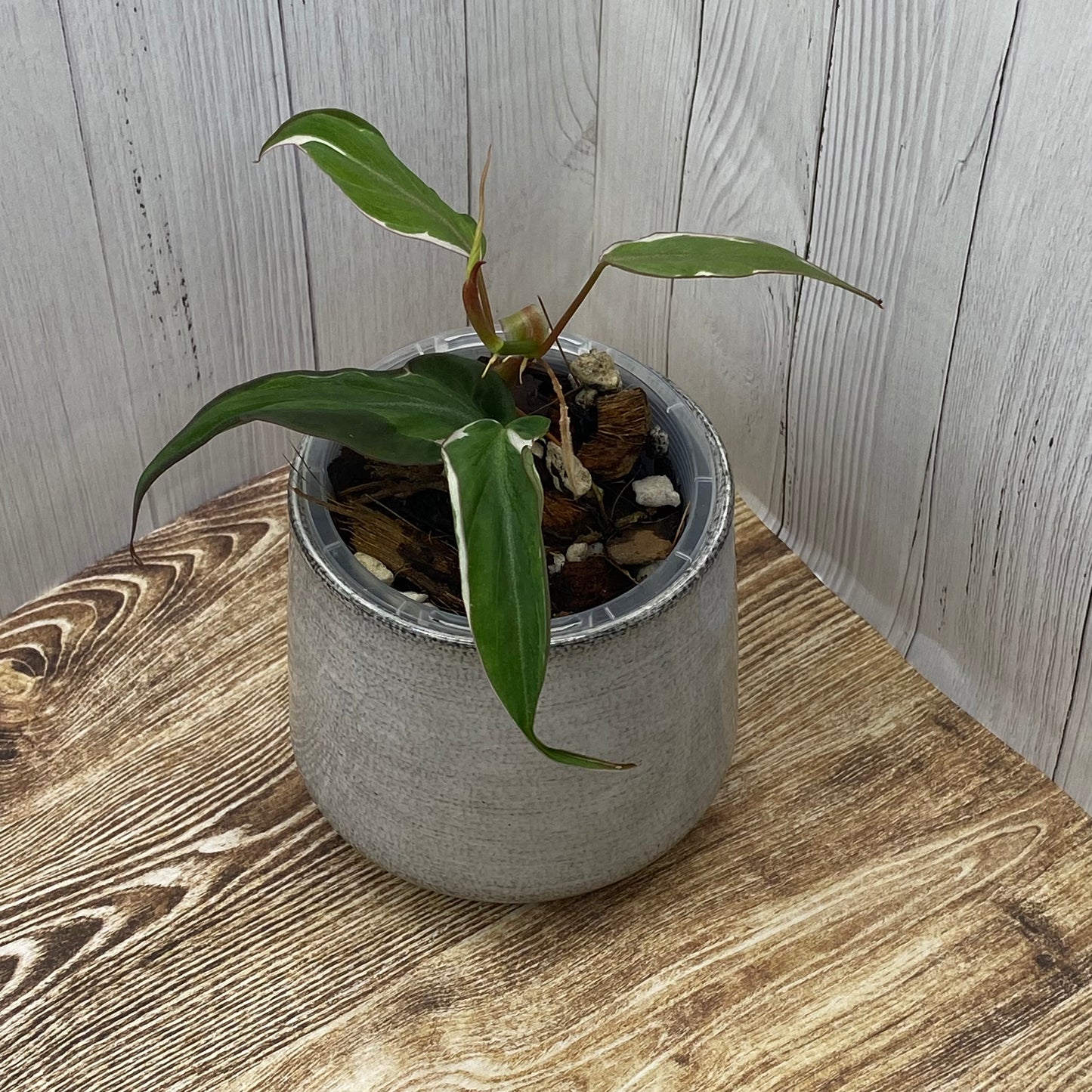 Philodendron Halo Velvet Micans Variegated - K