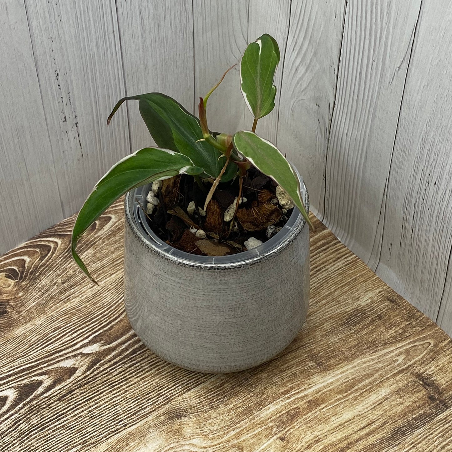 Philodendron Halo Velvet Micans Variegated - K