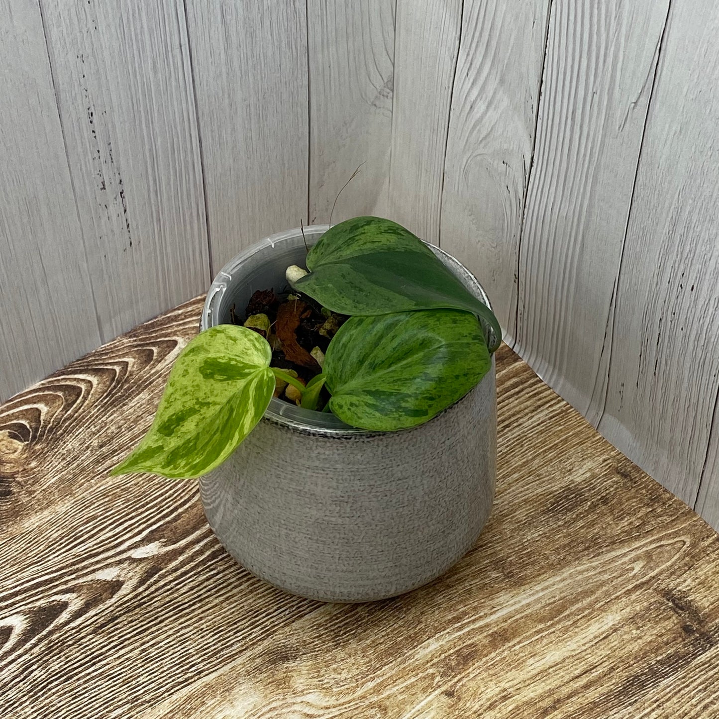 Philodendron Heartleaf Variegated