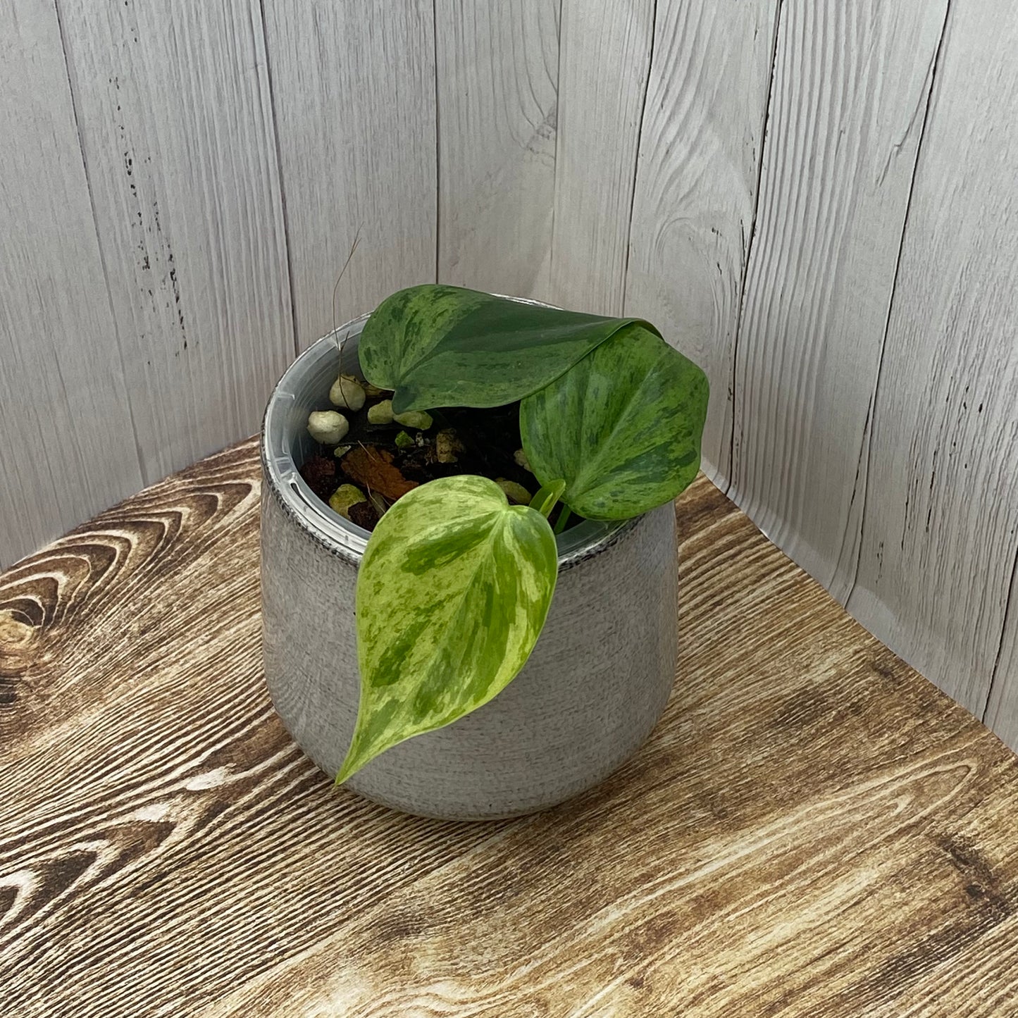 Philodendron Heartleaf Variegated