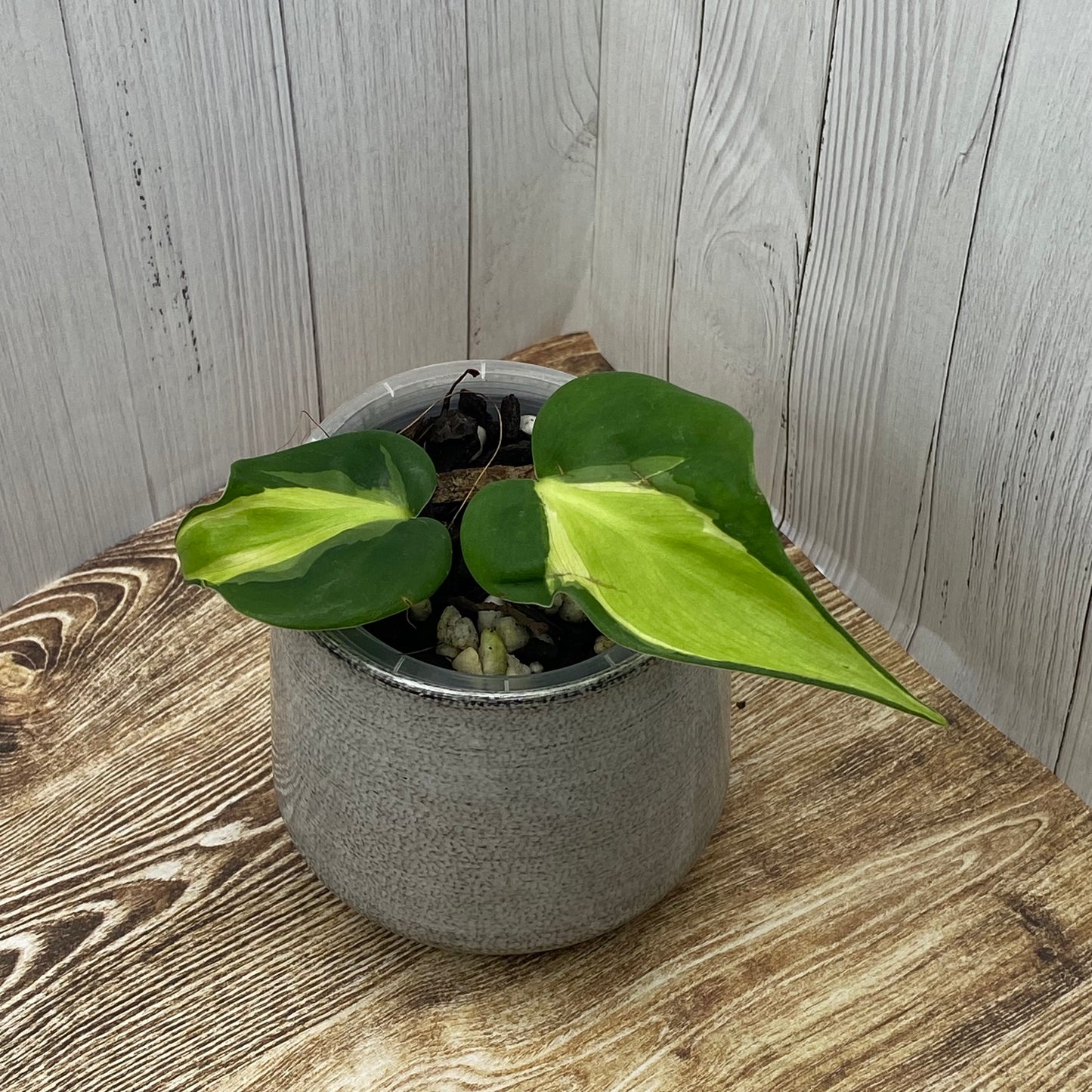 Philodendron Carnival