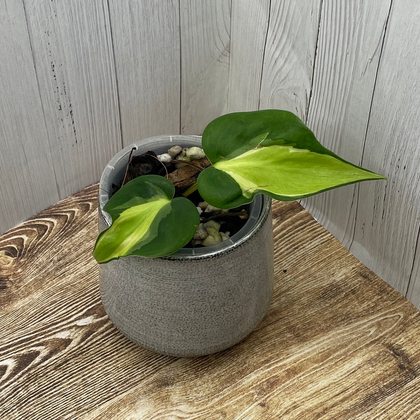 Philodendron Carnival