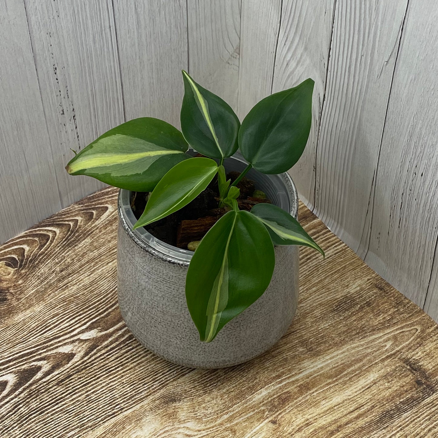 Philodendron Cream Splash