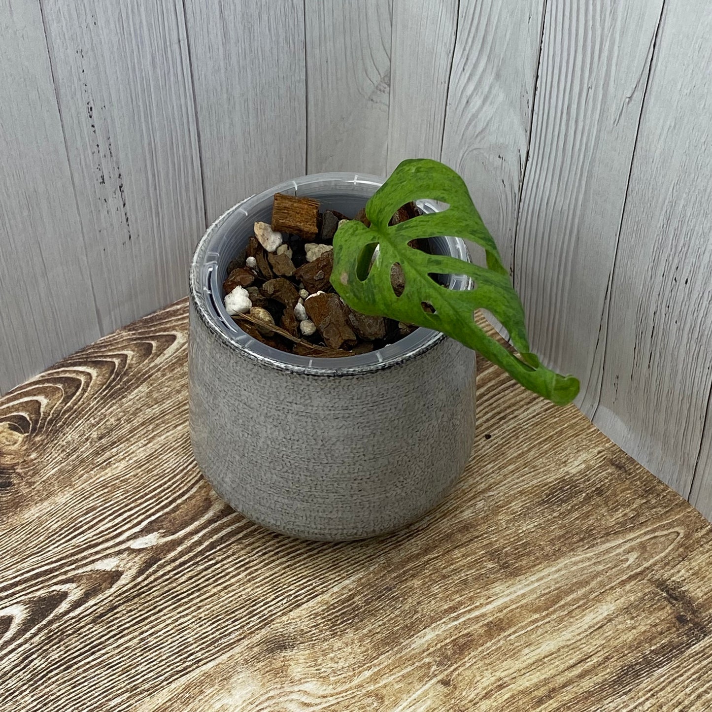 Monstera Adansonii Frozen Freckles - D