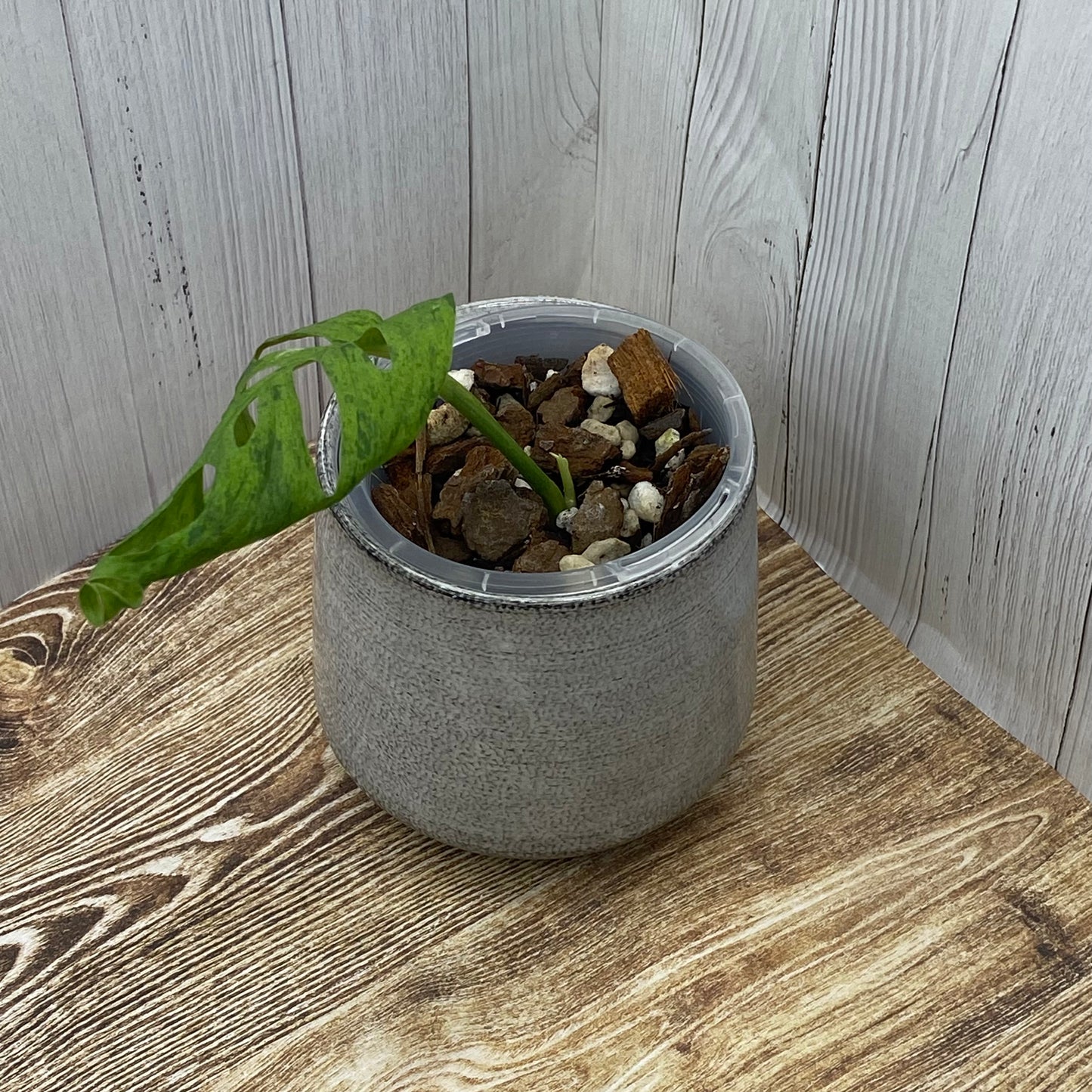 Monstera Adansonii Frozen Freckles - D