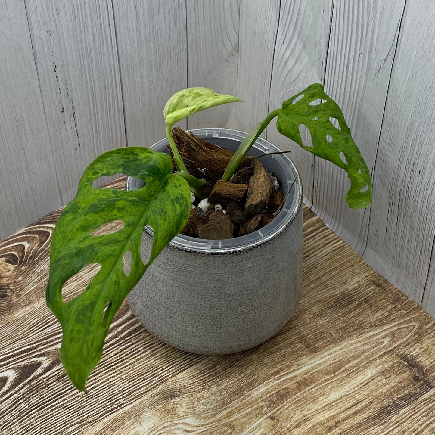 Monstera Adansonii Frozen Freckles - E