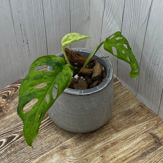 Monstera Adansonii Frozen Freckles - E