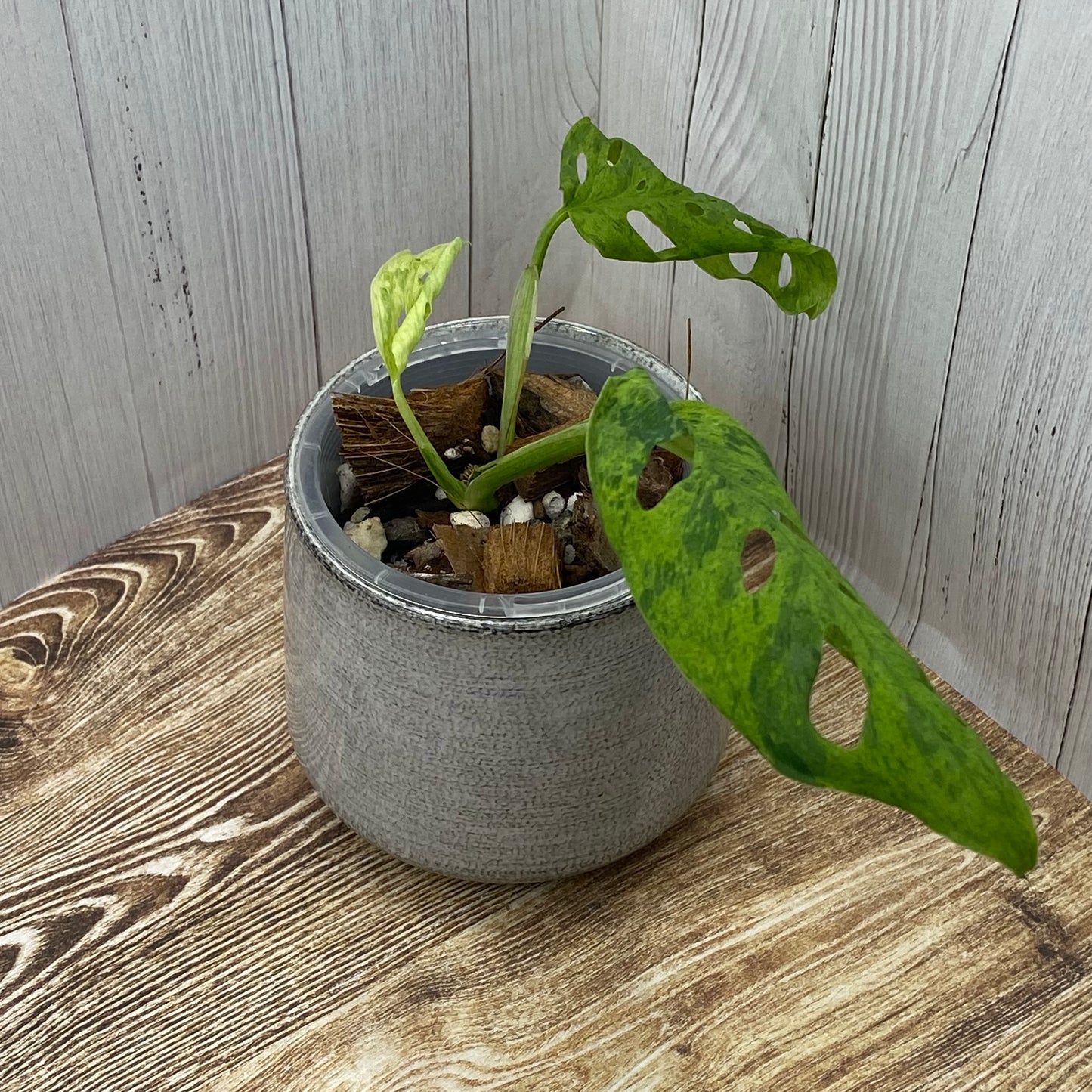 Monstera Adansonii Frozen Freckles - E