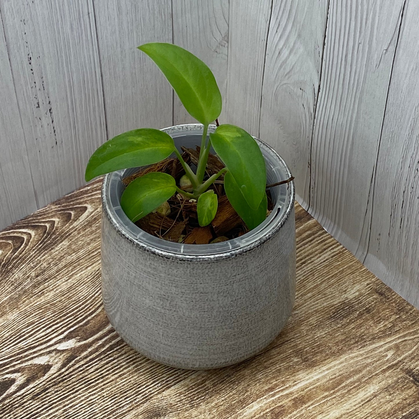Monstera Adansonii Laniata Aurea
