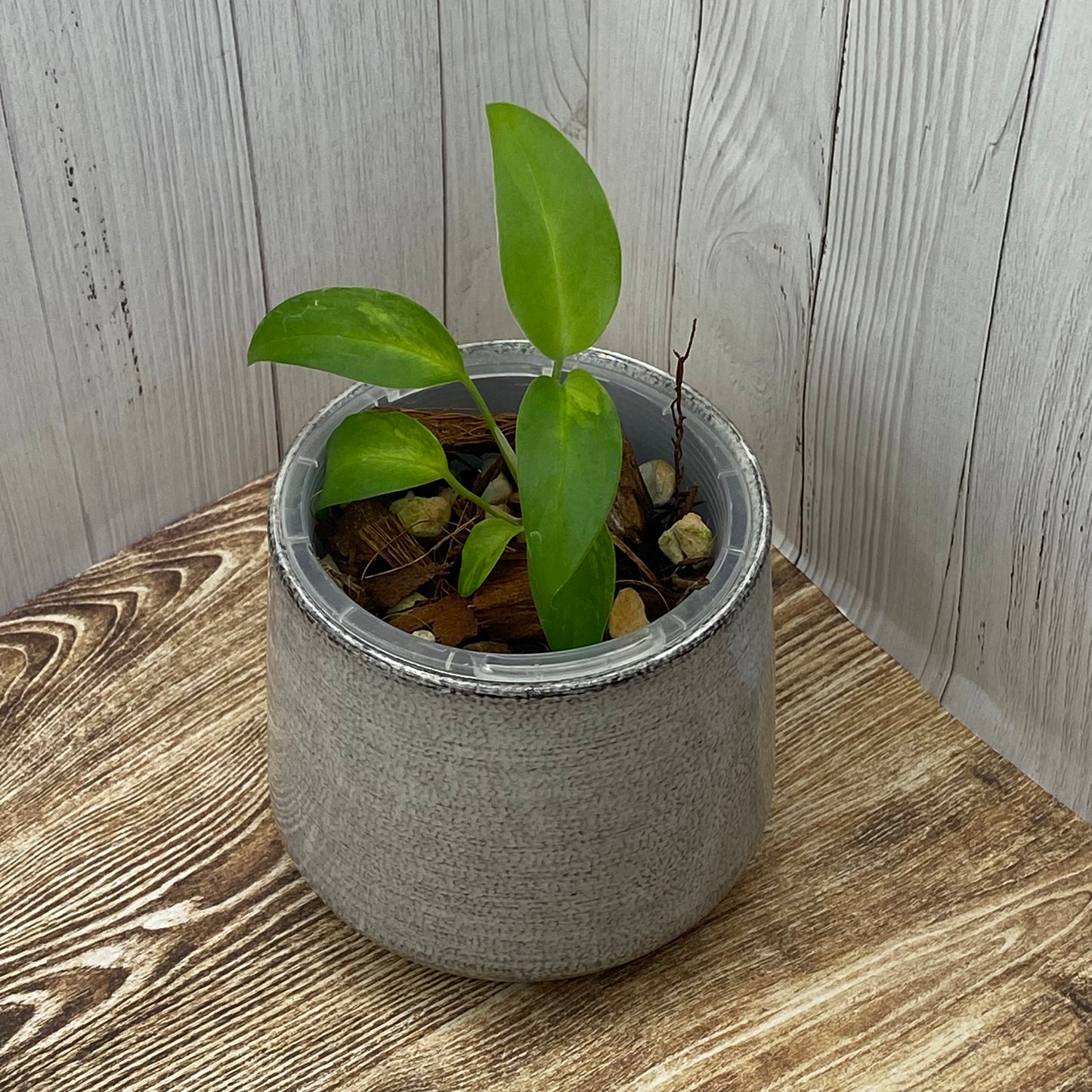 Monstera Adansonii Laniata Aurea