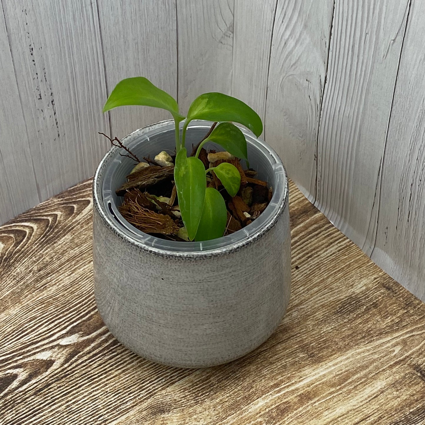 Monstera Adansonii Laniata Aurea