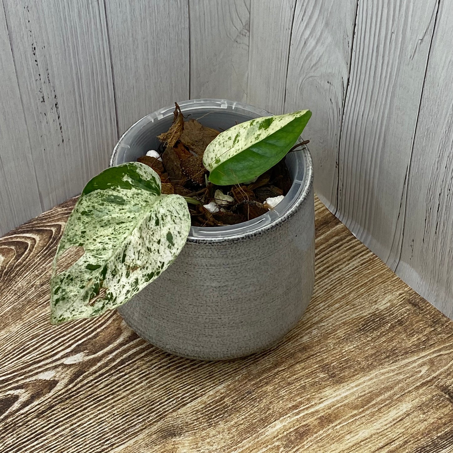 Epipremnum Pinnatum Marble