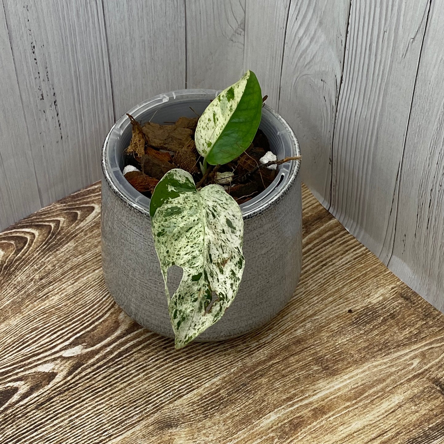 Epipremnum Pinnatum Marble