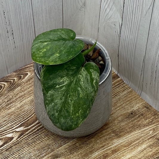 Scindapsus Blue Silver Splash ‘Nagara’