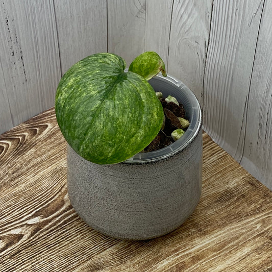 Scindapsus Blue Silver Splash ‘Nagara’ - B