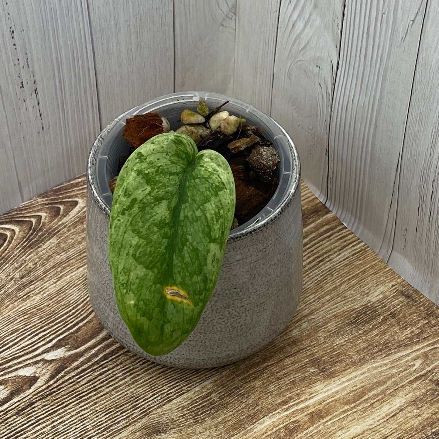 Scindapsus Blue Silver Splash ‘Nagara’