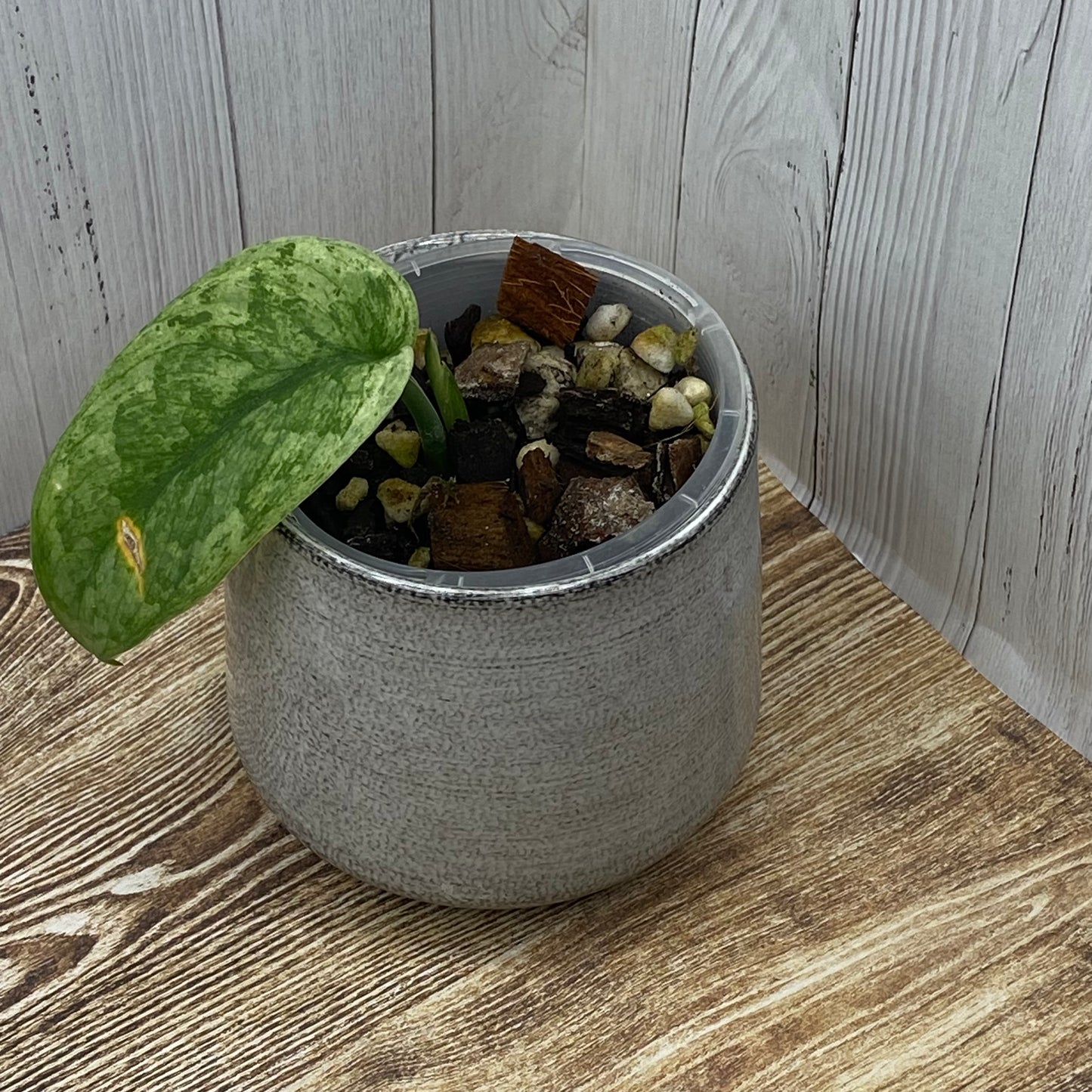 Scindapsus Blue Silver Splash ‘Nagara’ - C