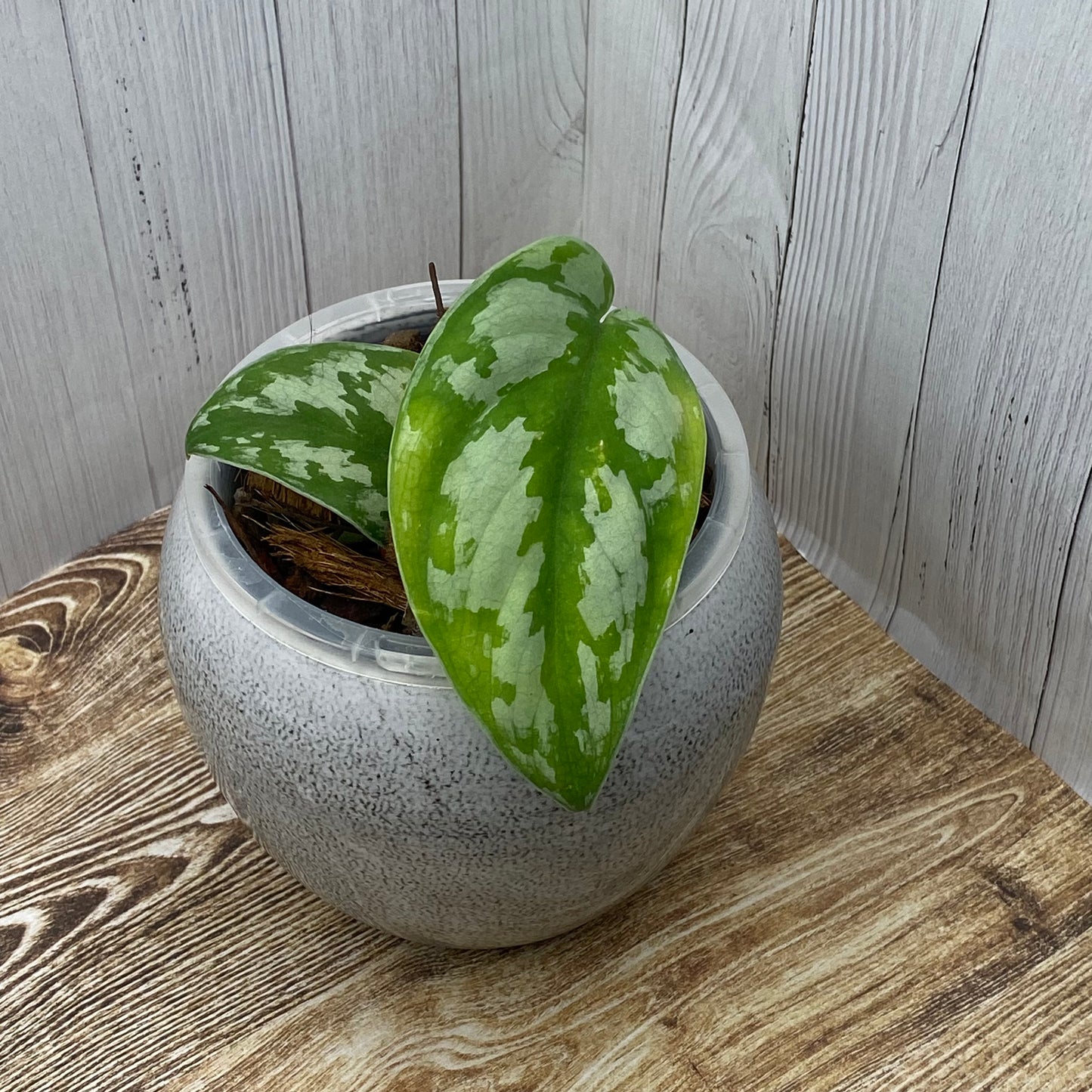 Scindapsus Black Mamba