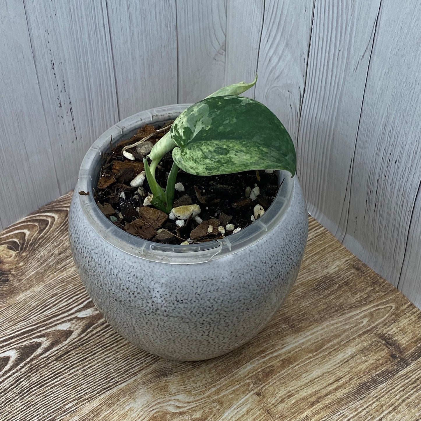 Scindapsus Jade Satin Marble