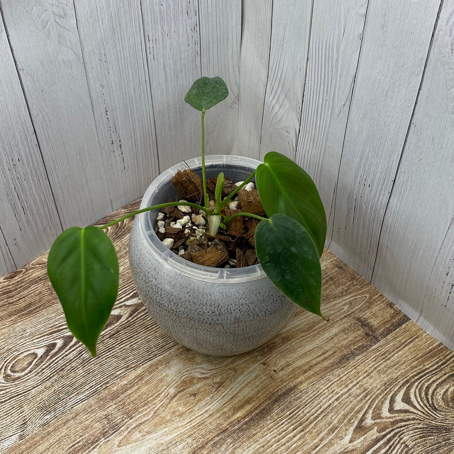 Philodendron Esmeraldense - C