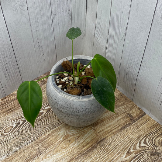 Philodendron Esmeraldense - C