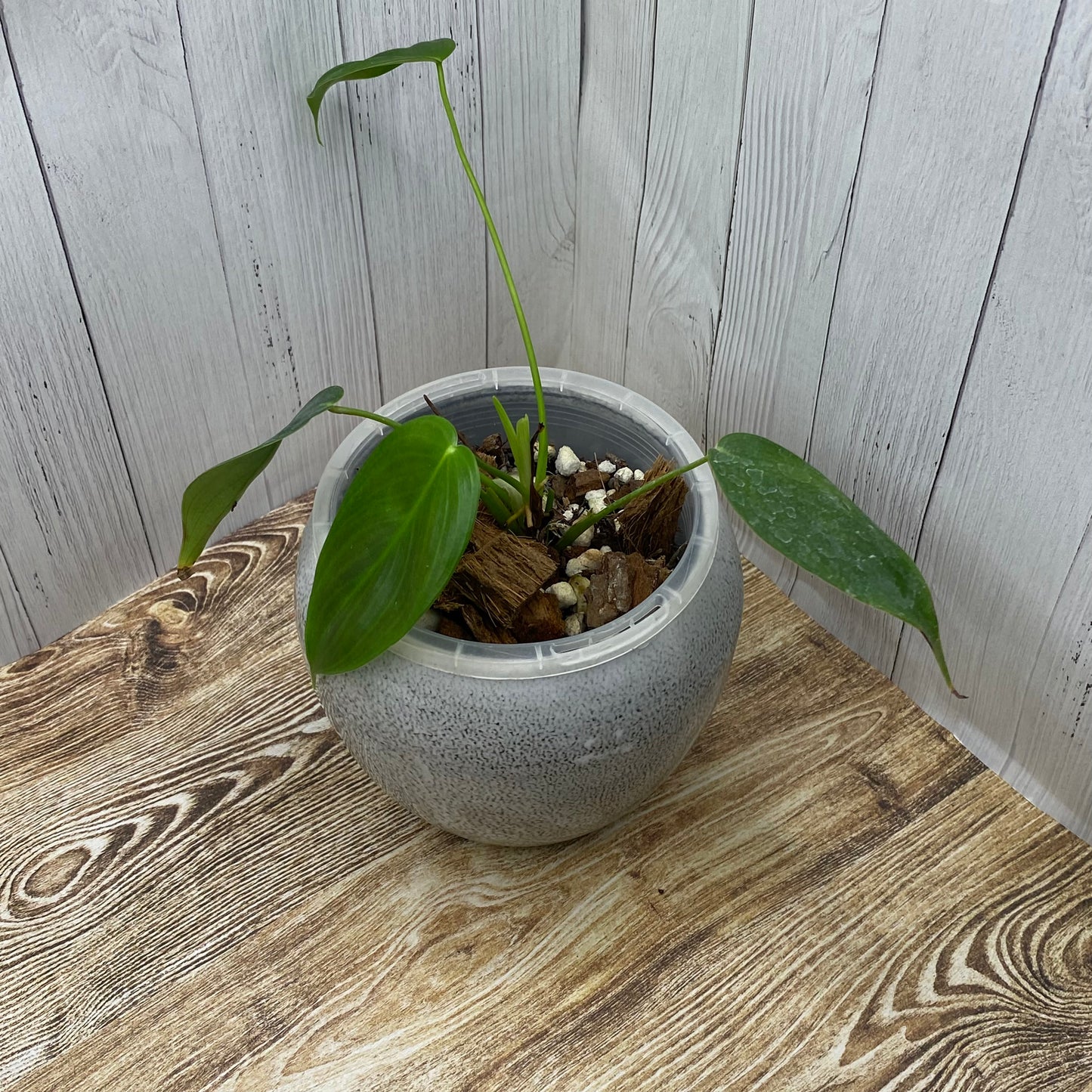 Philodendron Esmeraldense - C