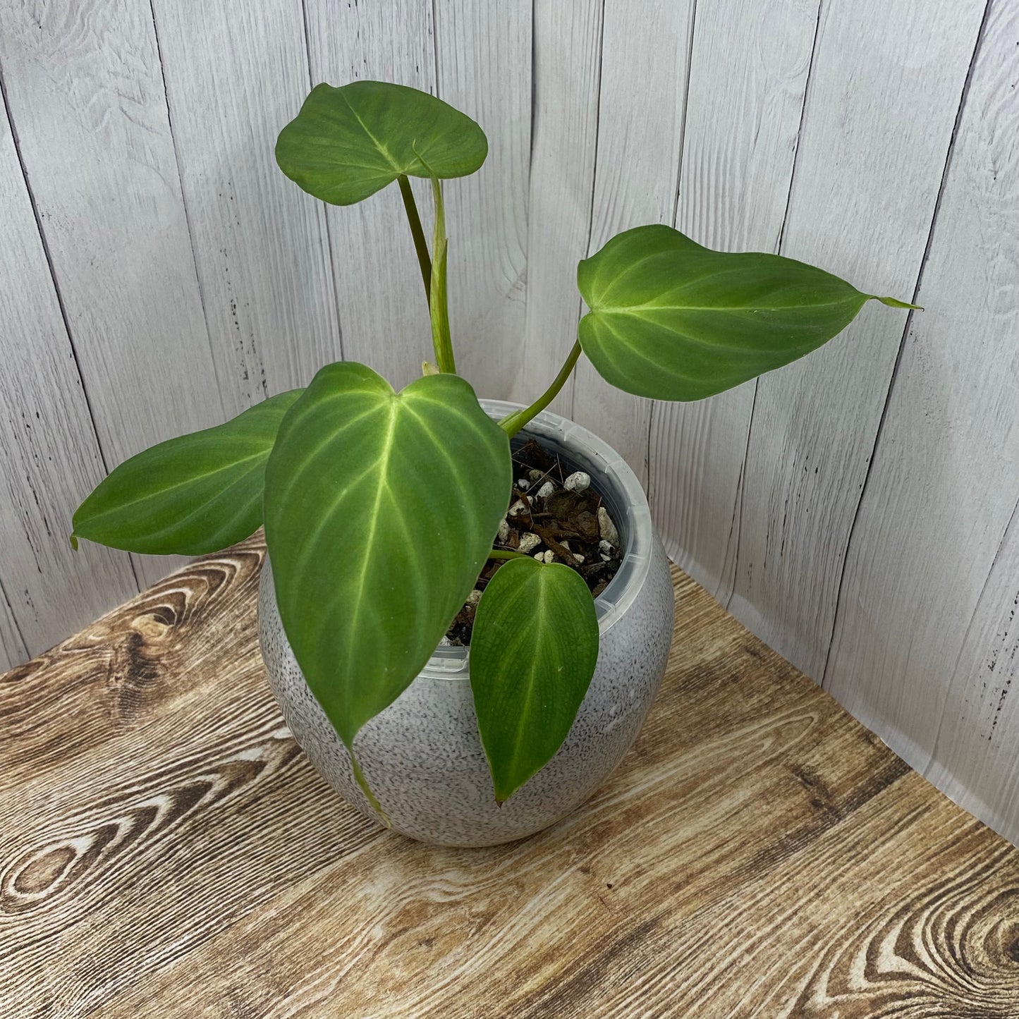 Philodendron Zeus