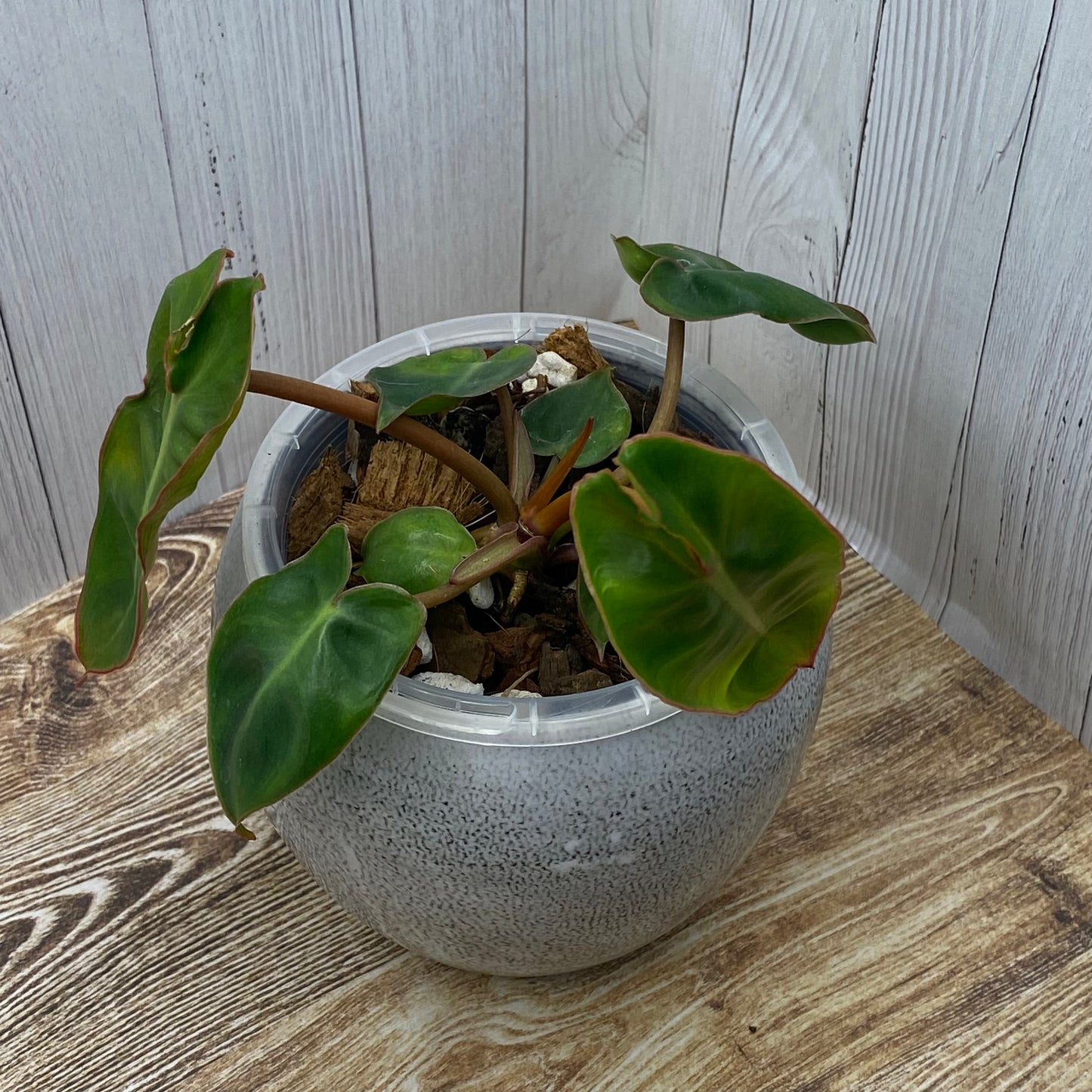 Philodendron Billietiae