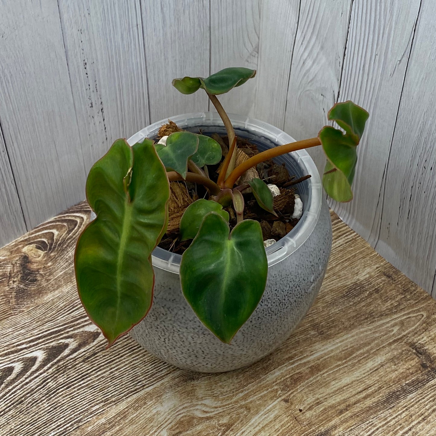 Philodendron Billietiae