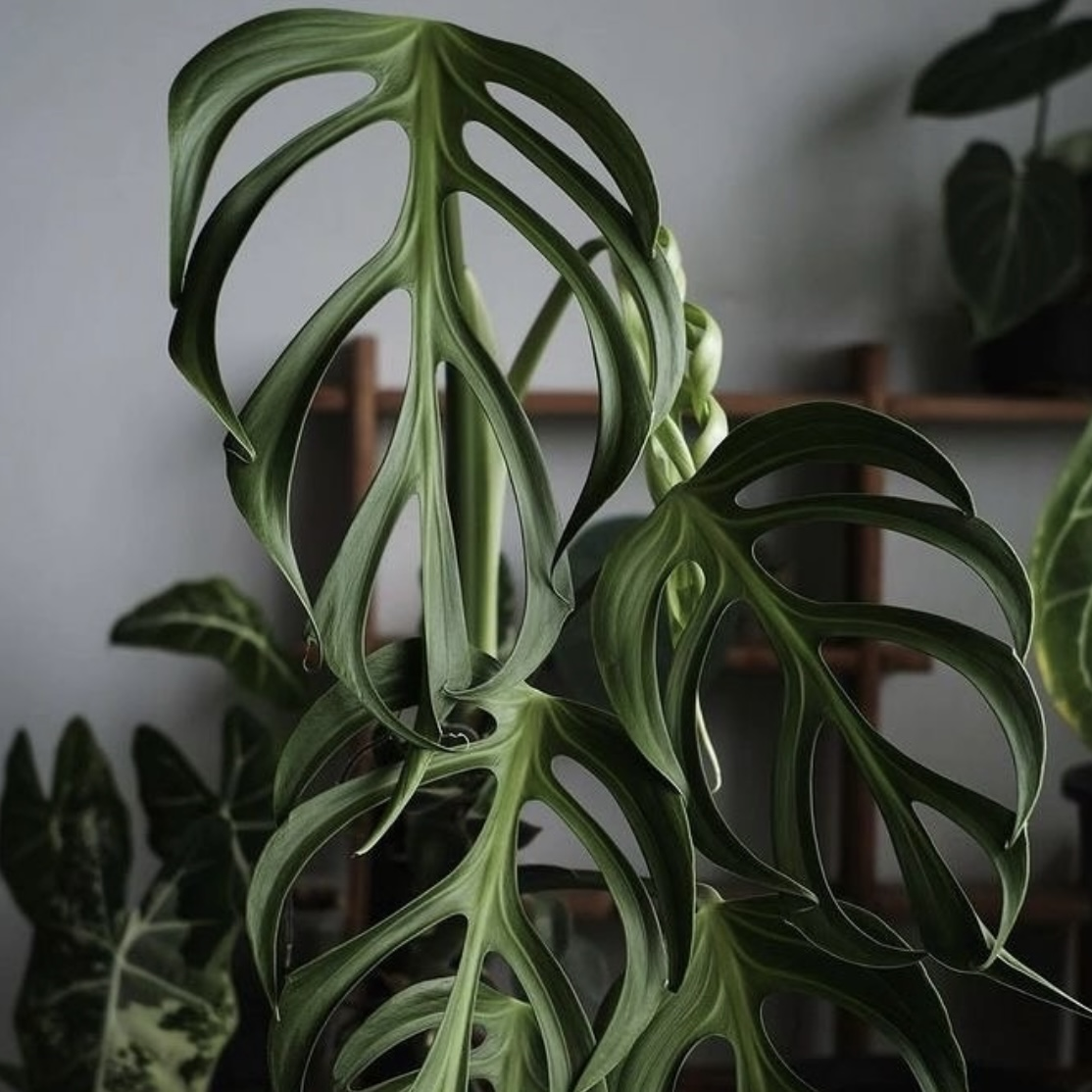 Monstera Burle Marx Flame - B