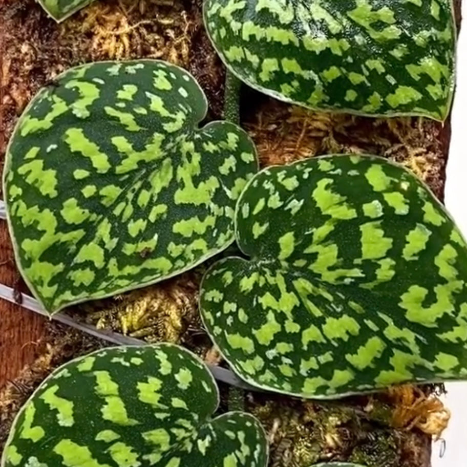 Scindapsus Snakescale