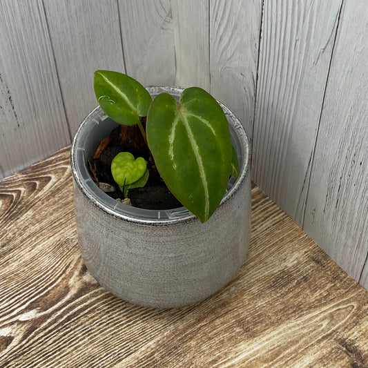 Anthurium Purple Crystallinum - J (TC)