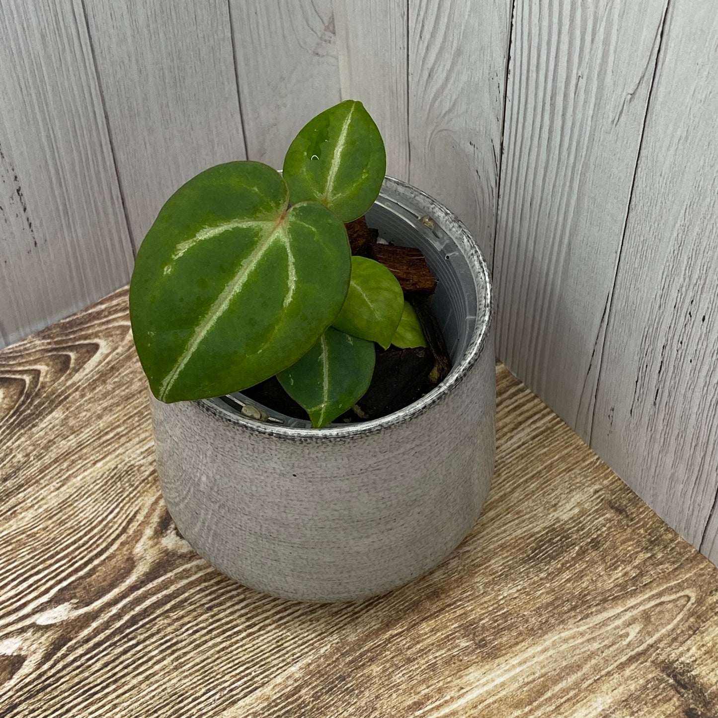 Anthurium Purple Crystallinum - J (TC)