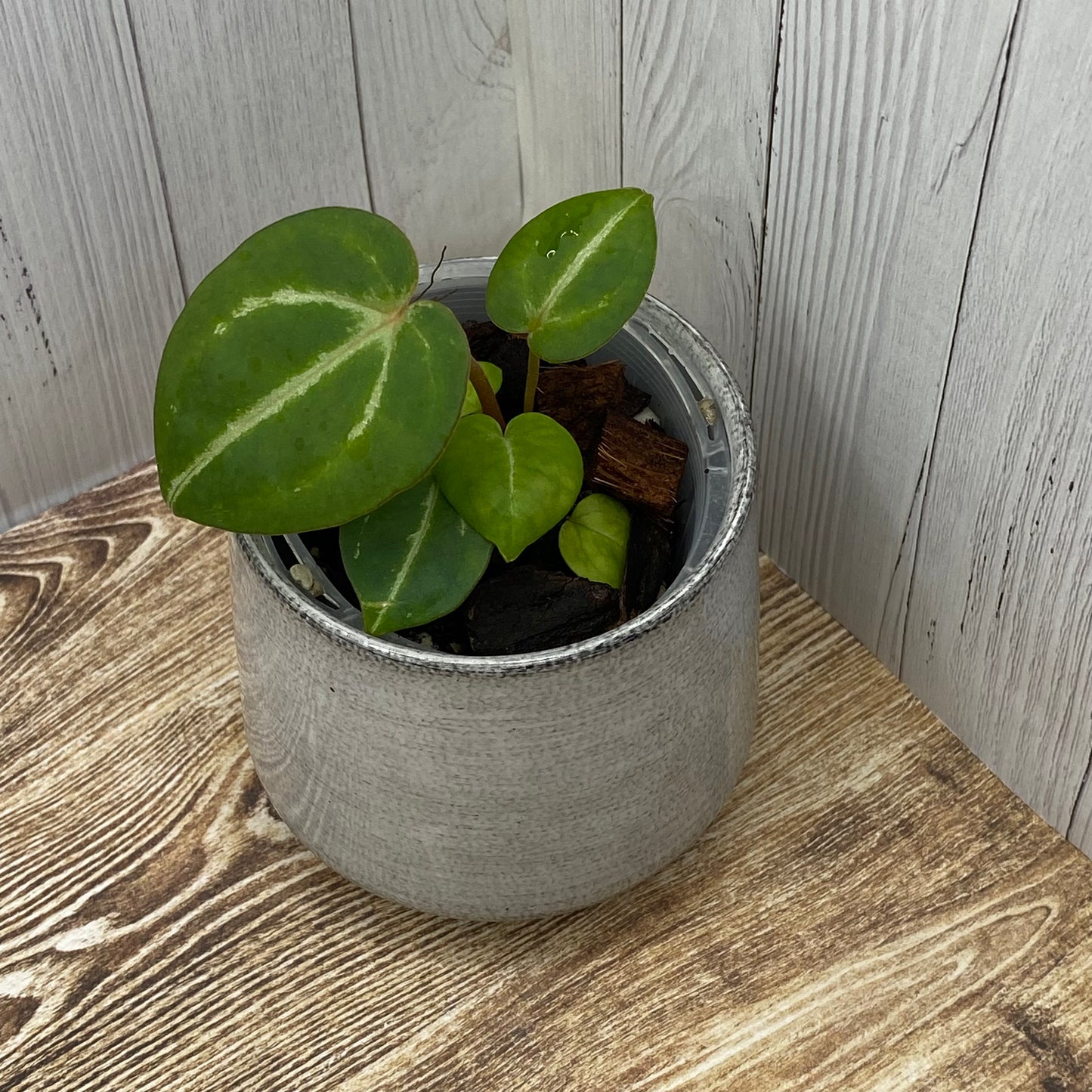 Anthurium Purple Crystallinum - J (TC)