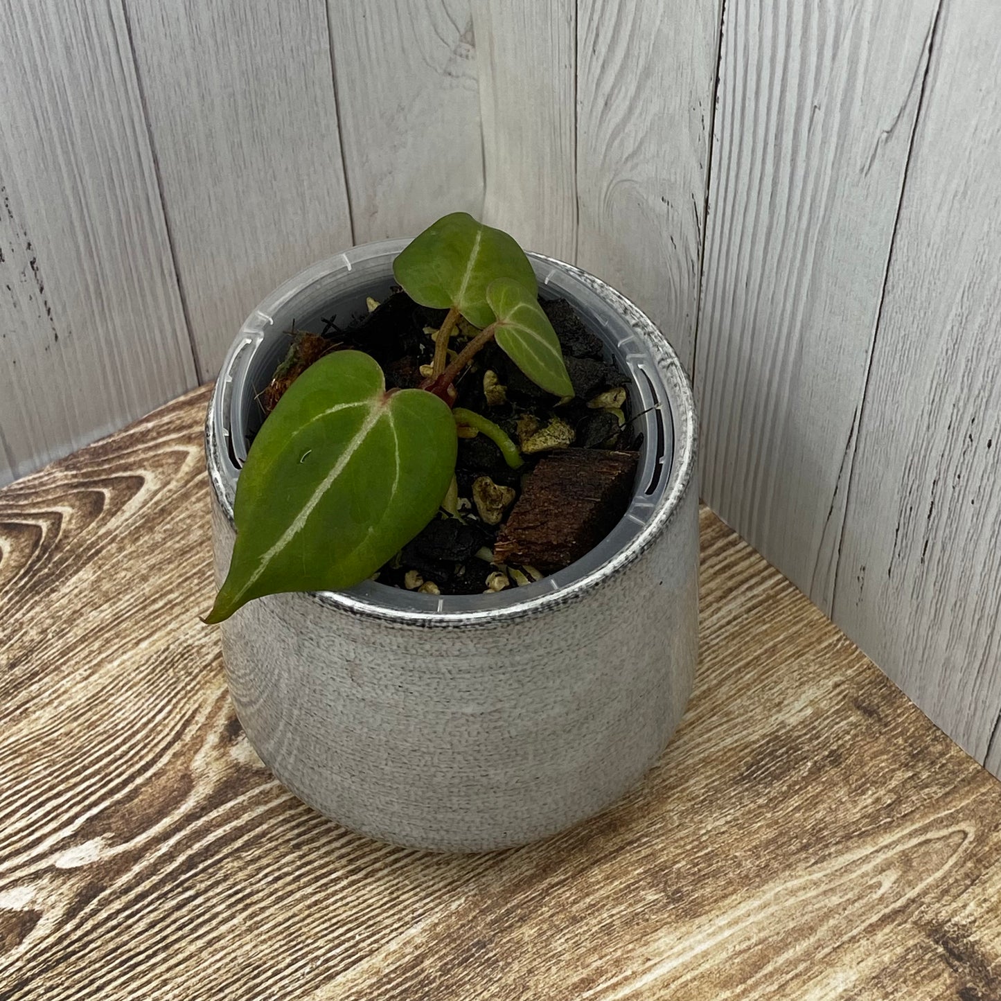 Anthurium Purple Crystallinum - K (TC)