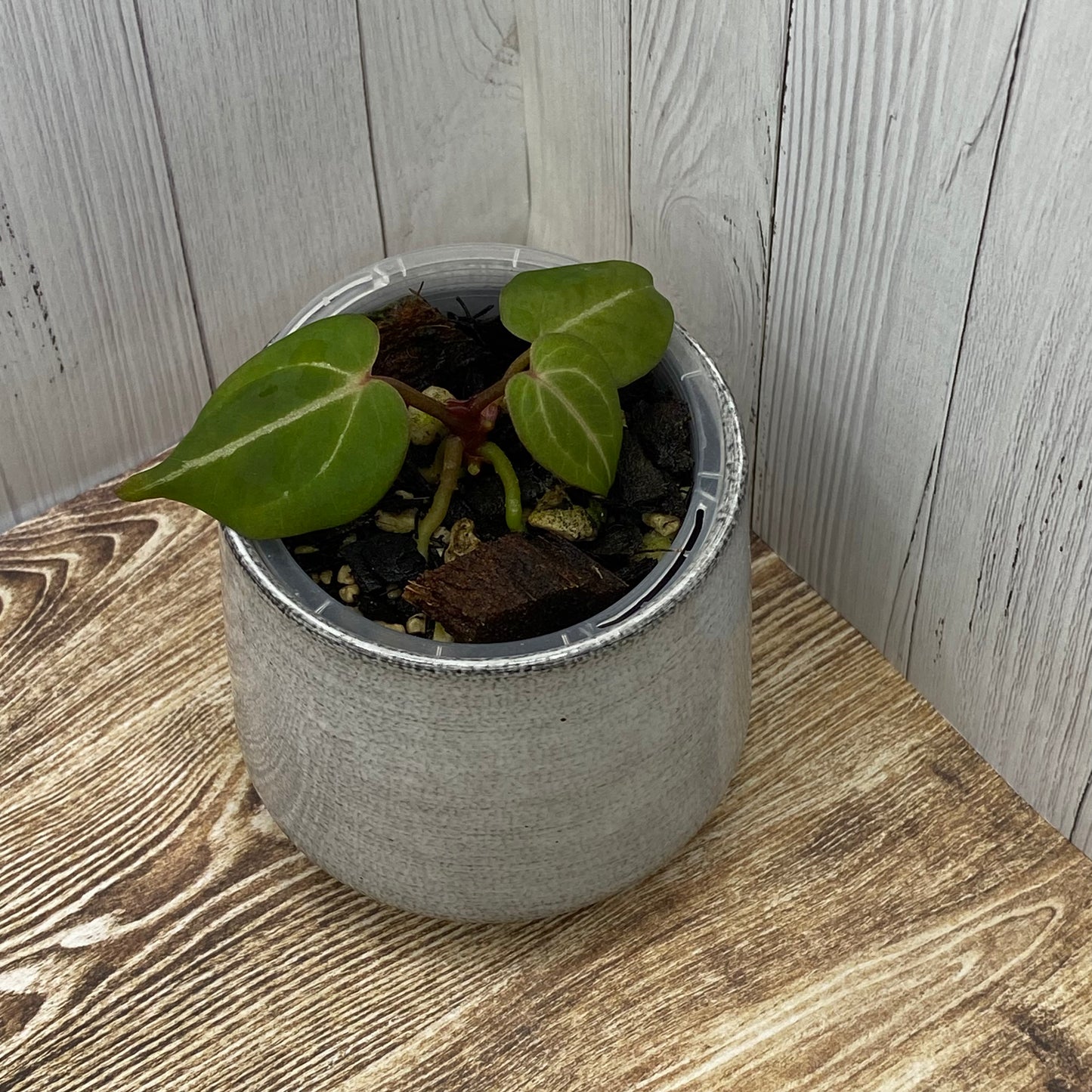 Anthurium Purple Crystallinum - K (TC)