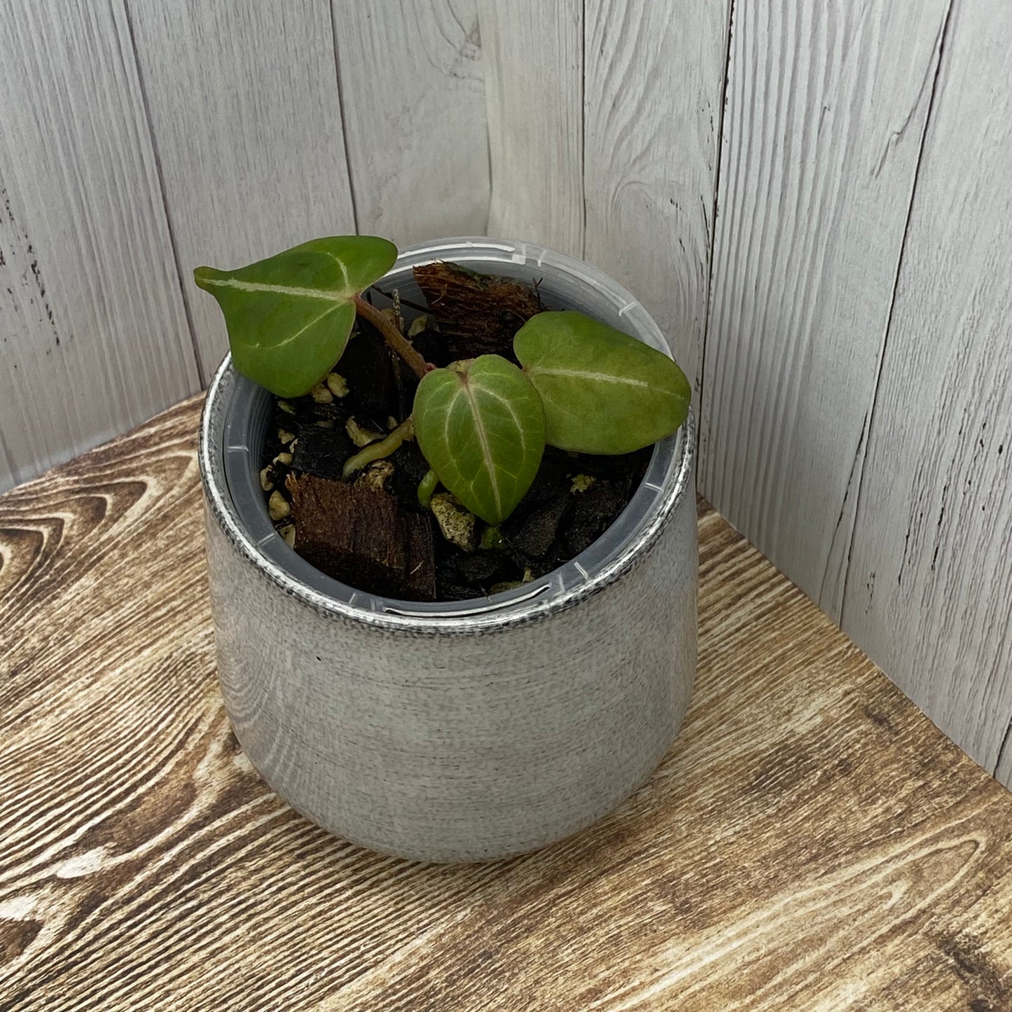 Anthurium Purple Crystallinum - K (TC)