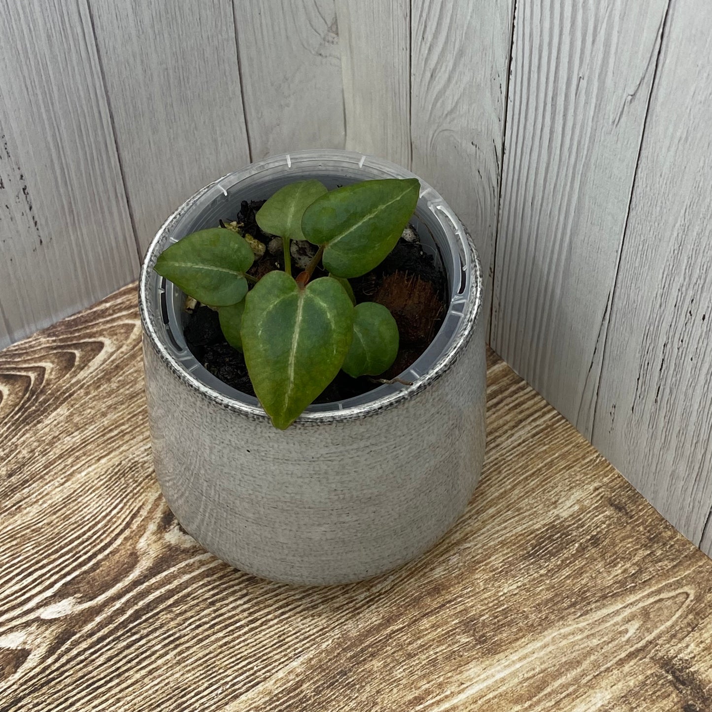 Anthurium Purple Crystallinum - L (TC)