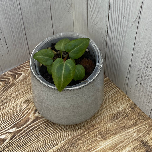 Anthurium Purple Crystallinum - L (TC)