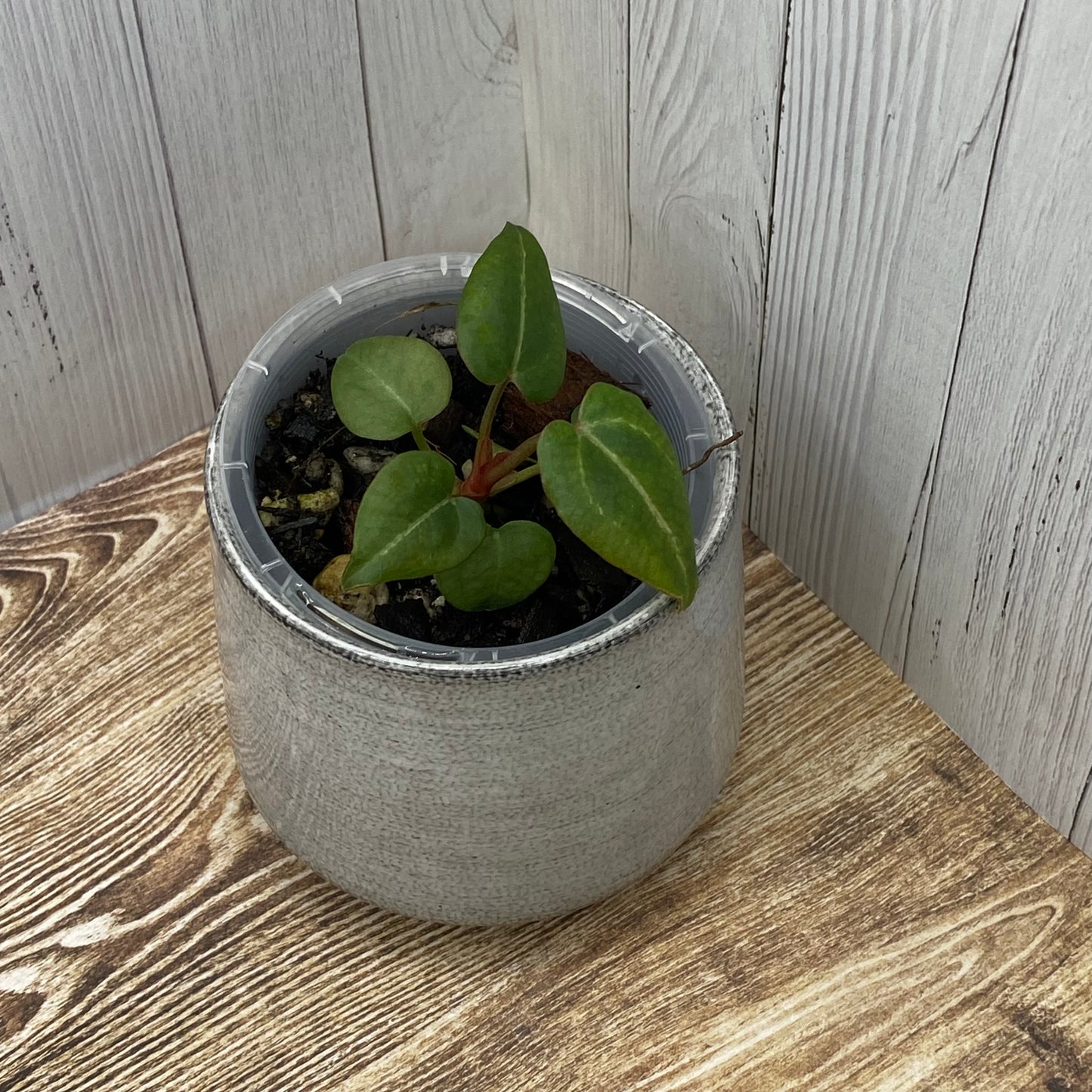 Anthurium Purple Crystallinum - L (TC)