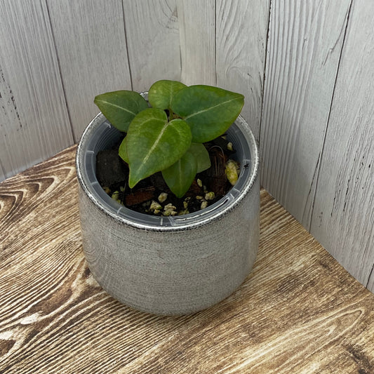 Anthurium Purple Crystallinum - M (TC)