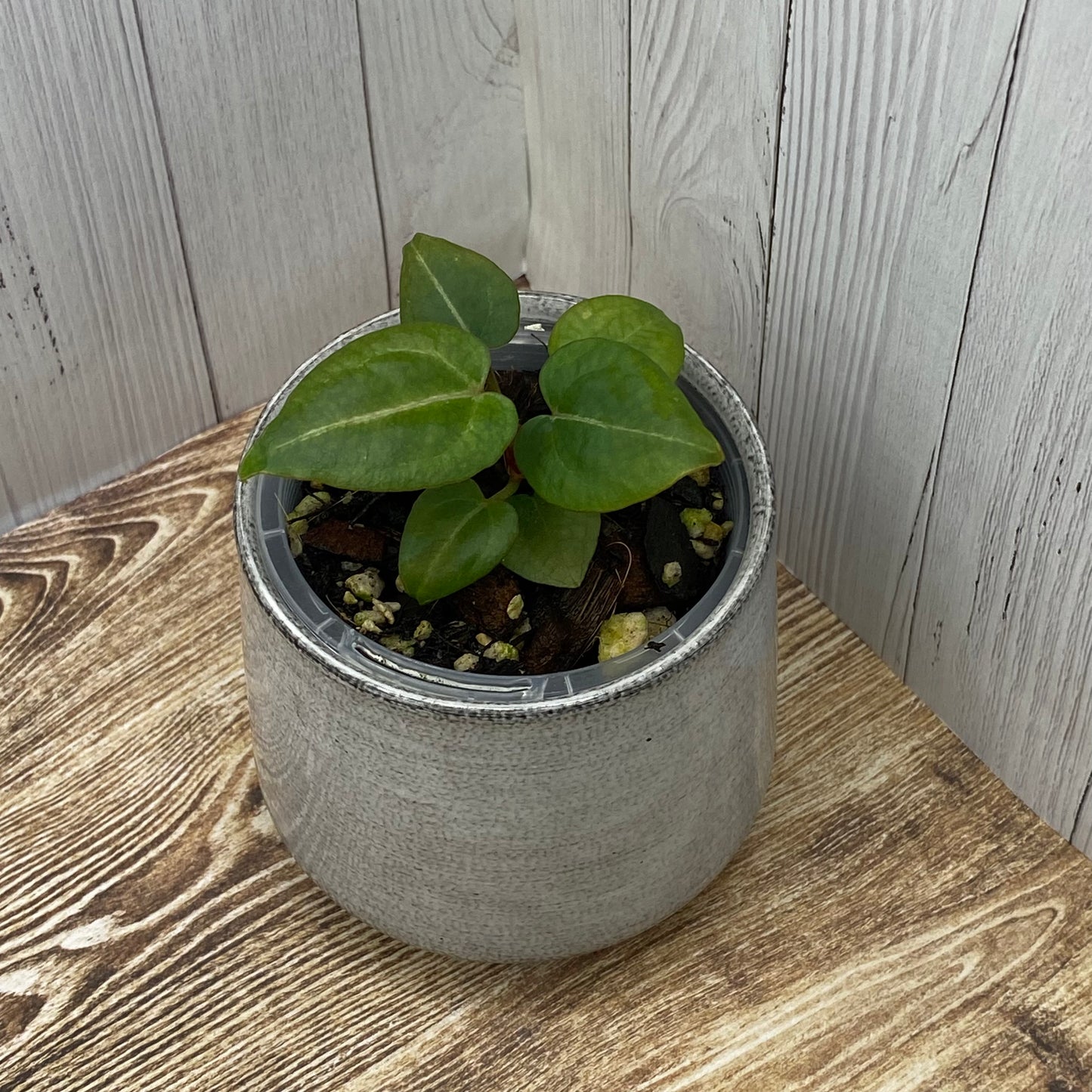 Anthurium Purple Crystallinum - M (TC)