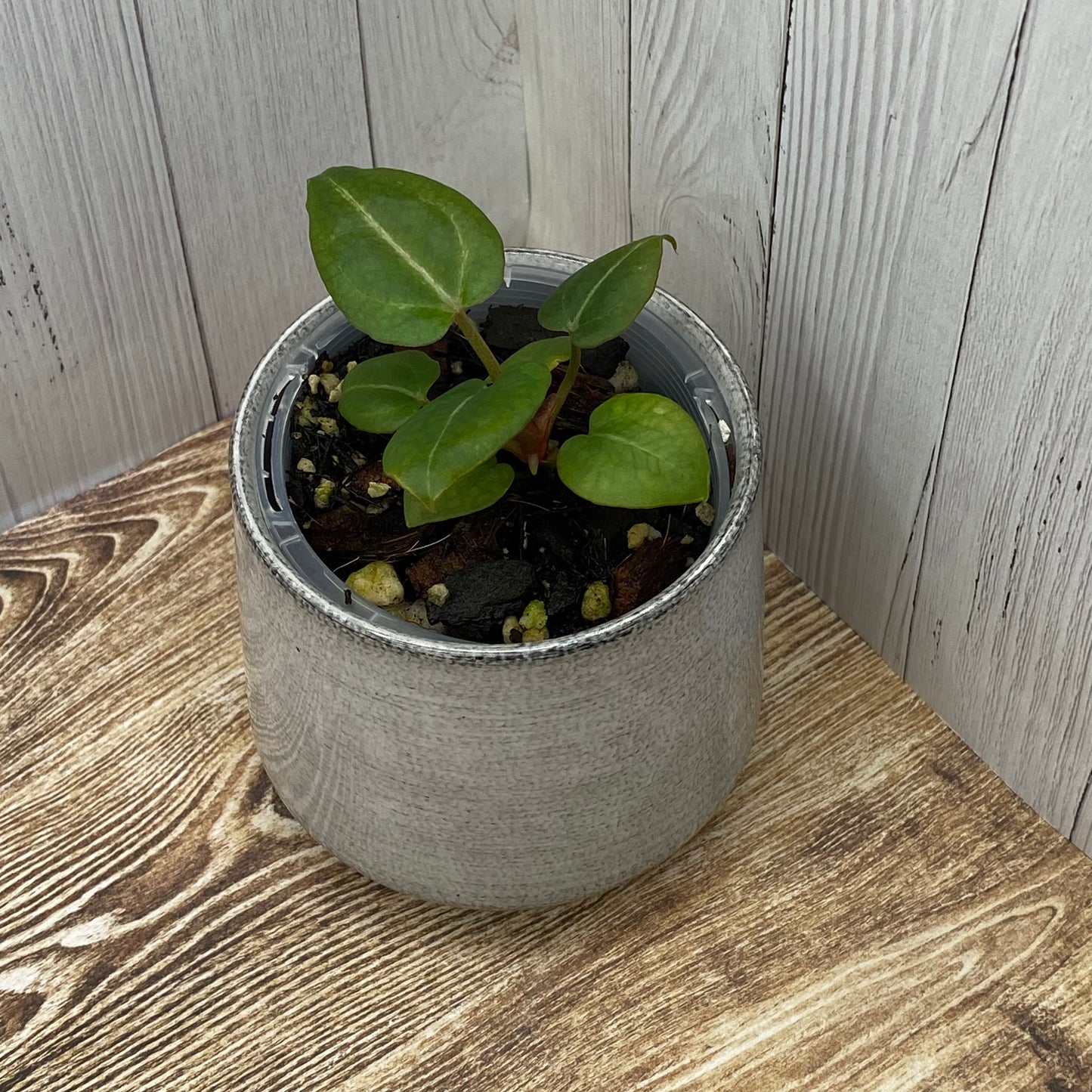 Anthurium Purple Crystallinum - M (TC)