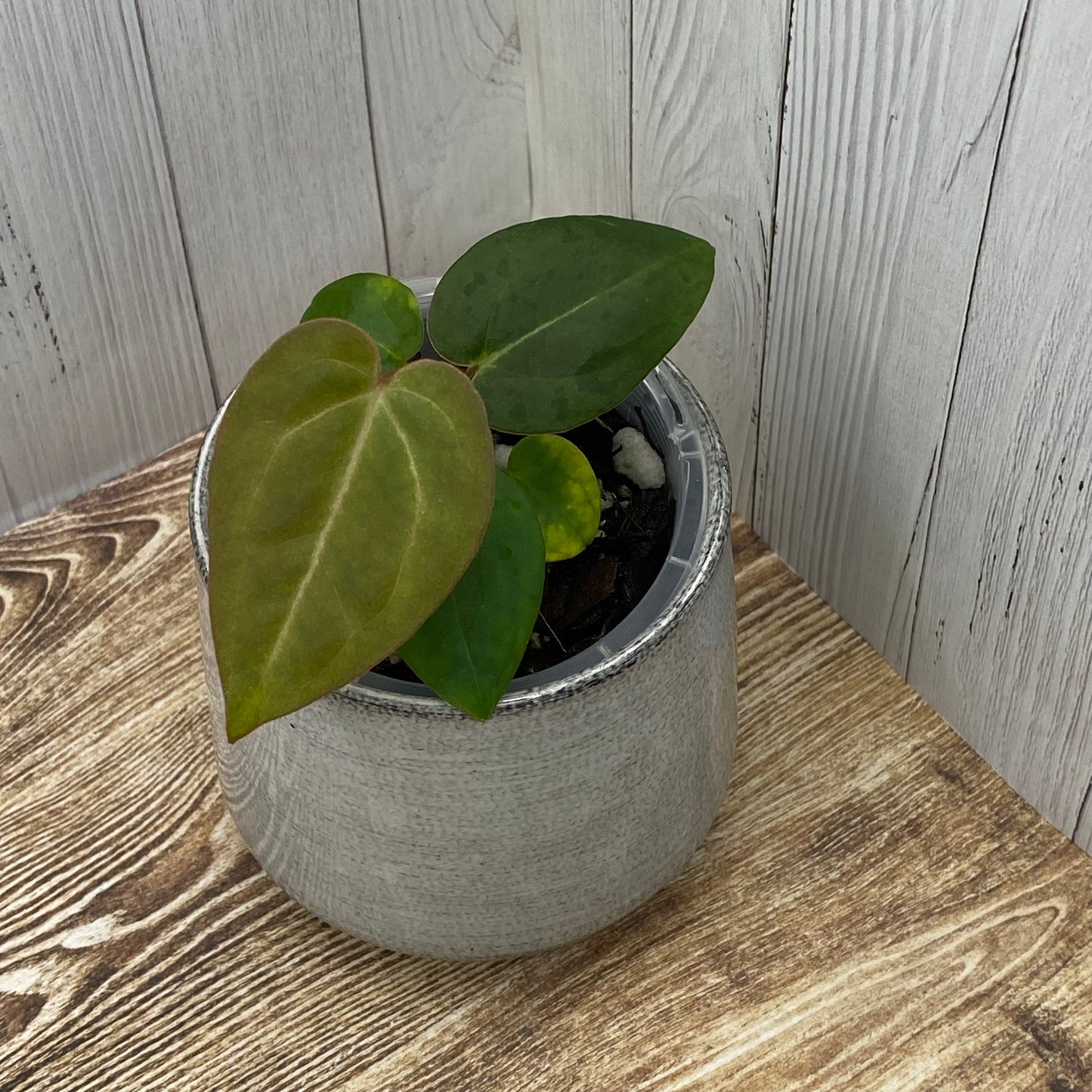 Anthurium Purple Crystallinum - N (TC)