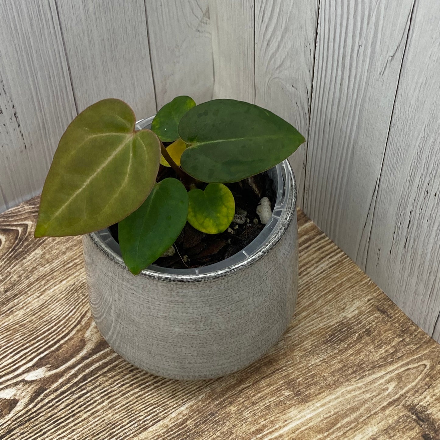 Anthurium Purple Crystallinum - N (TC)