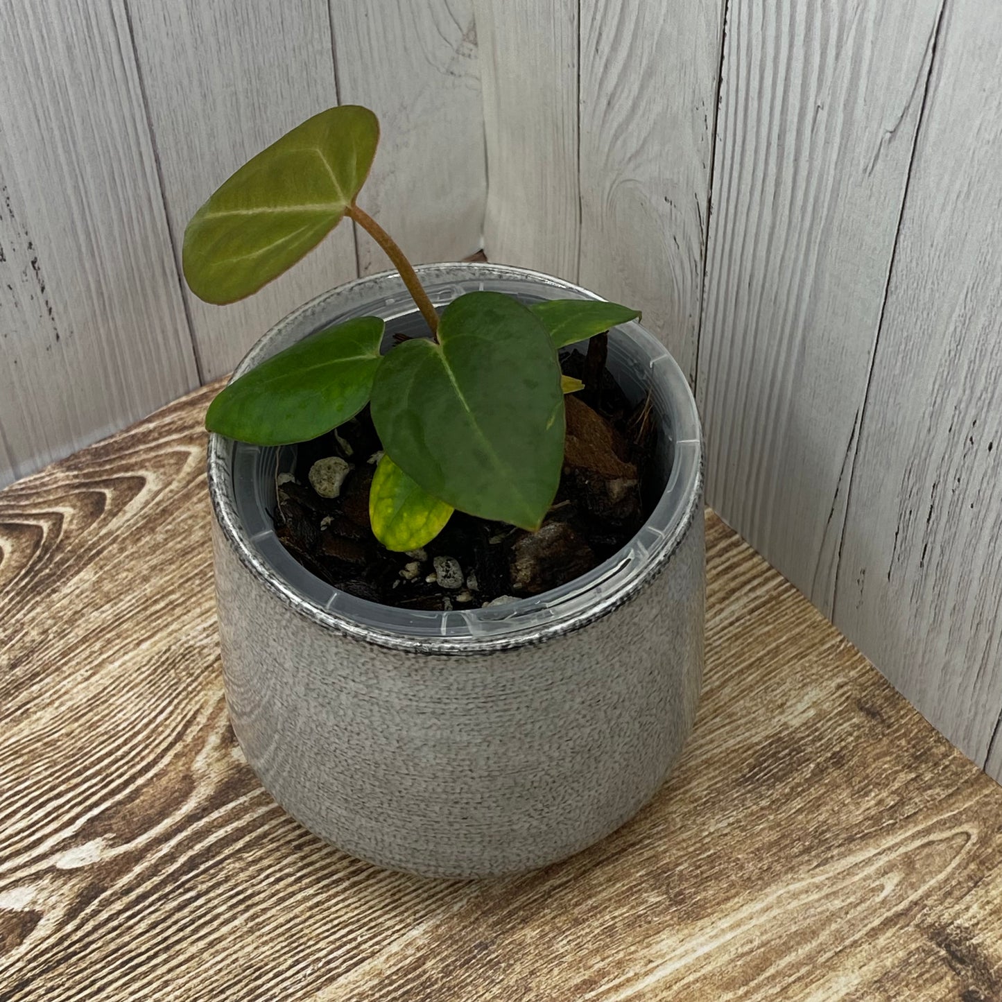 Anthurium Purple Crystallinum - N (TC)