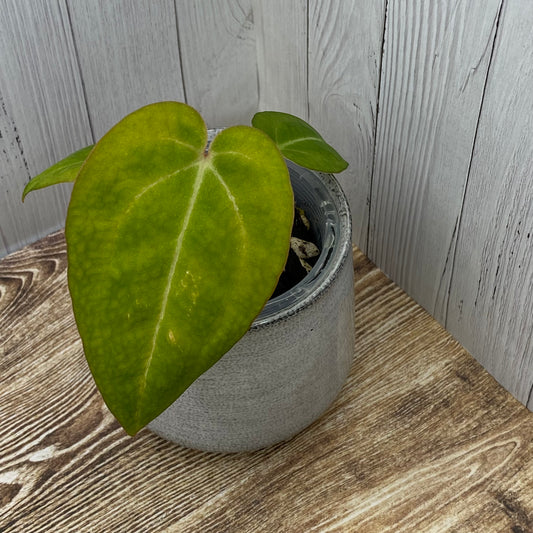 Anthurium Red Crystallinum - G (TC)